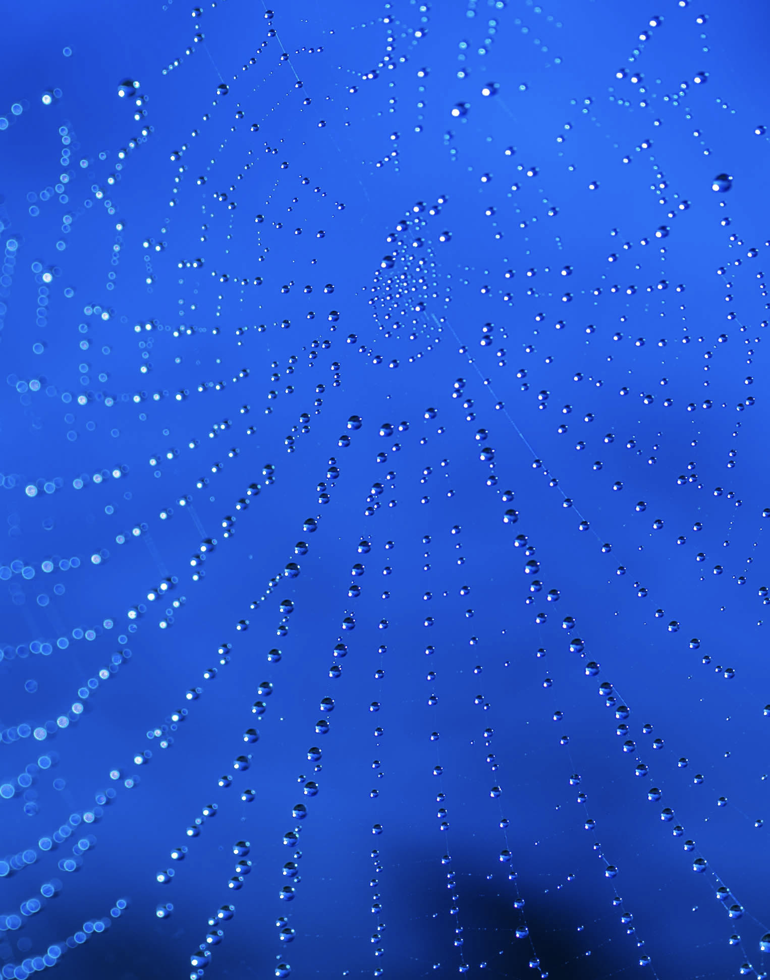 Dew-covered spider web strands against a deep blue background