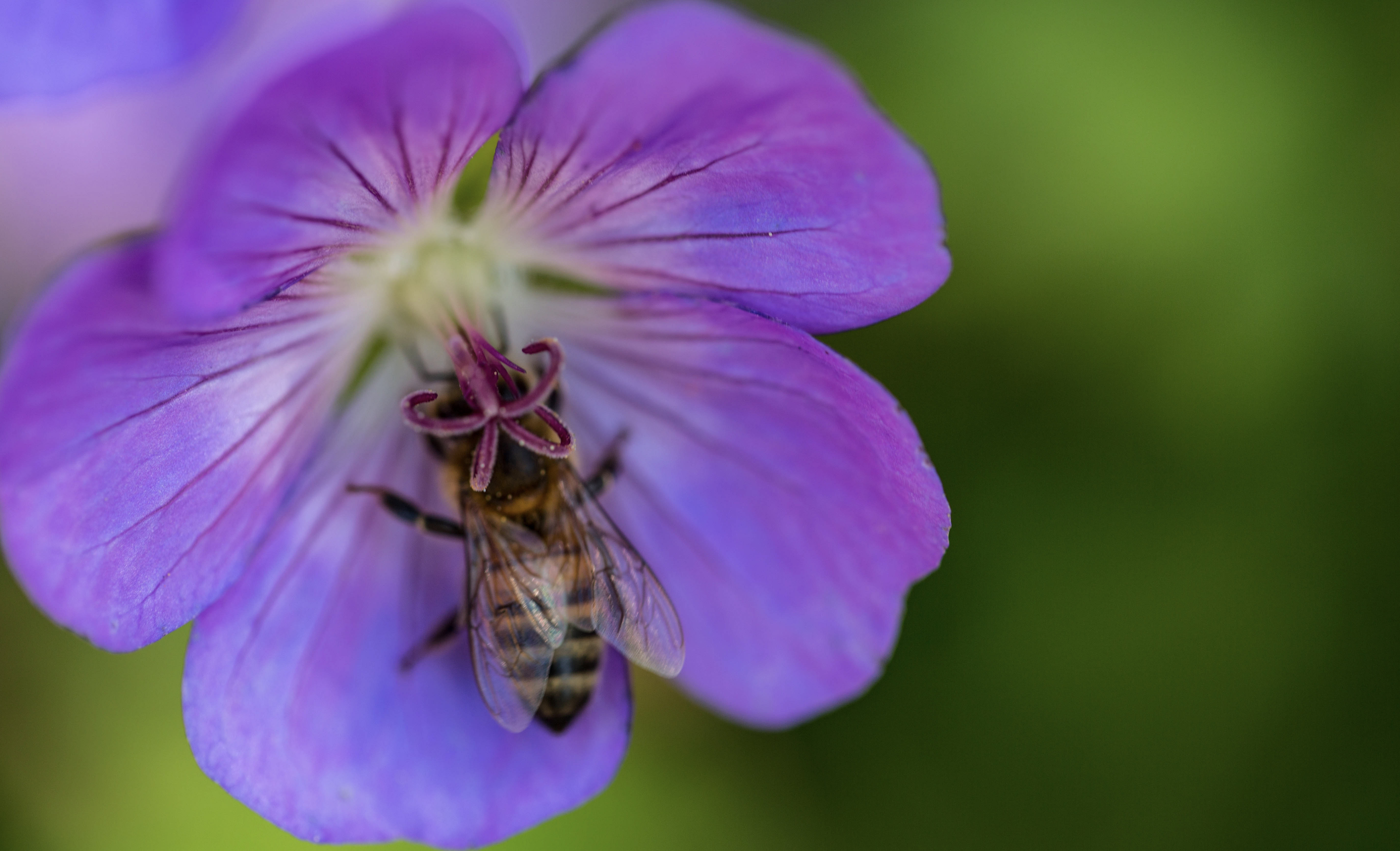 Honeybee on a purple flower with soft green foliage in the background