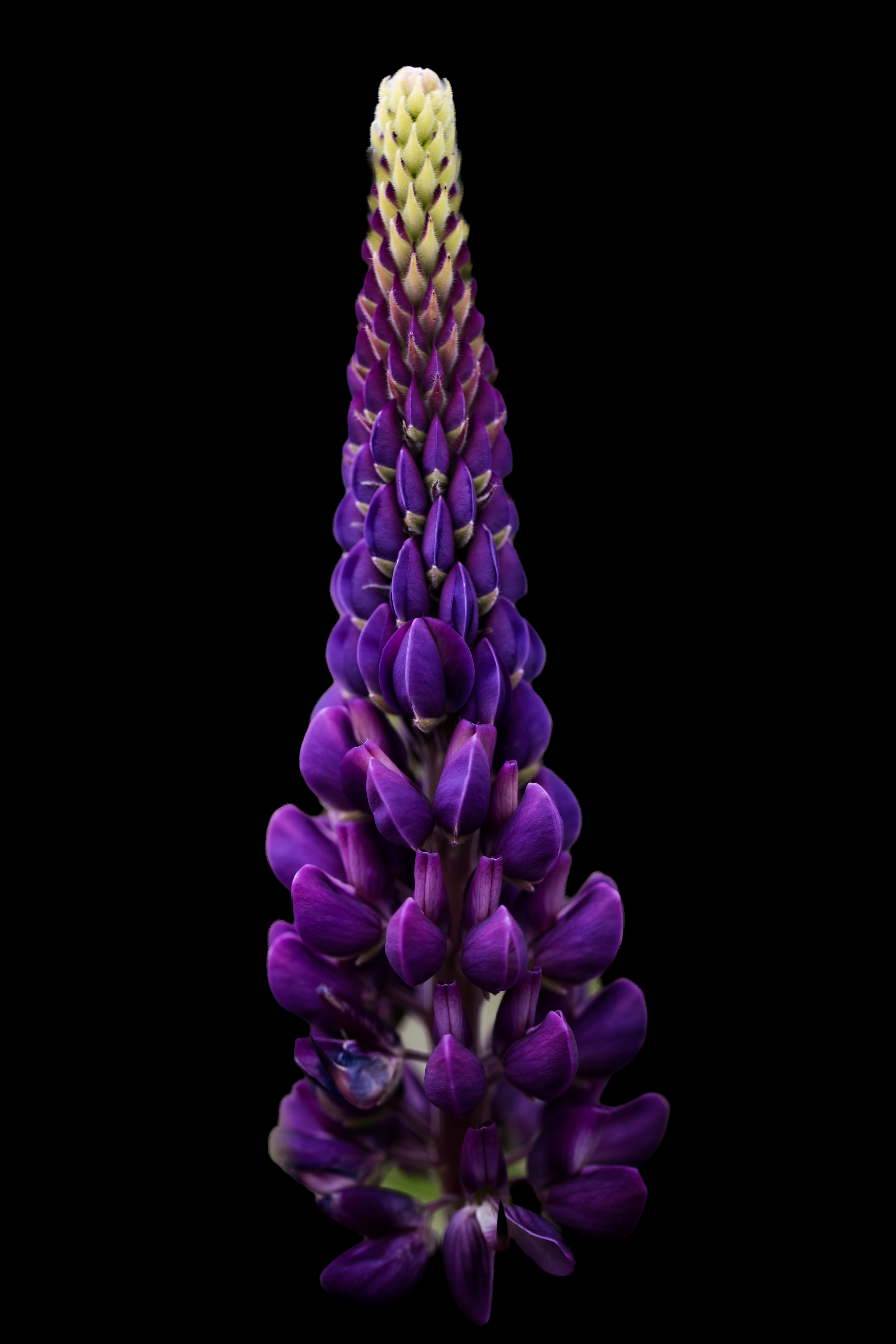 Purple lupine flower spike fading to pale buds against a black background