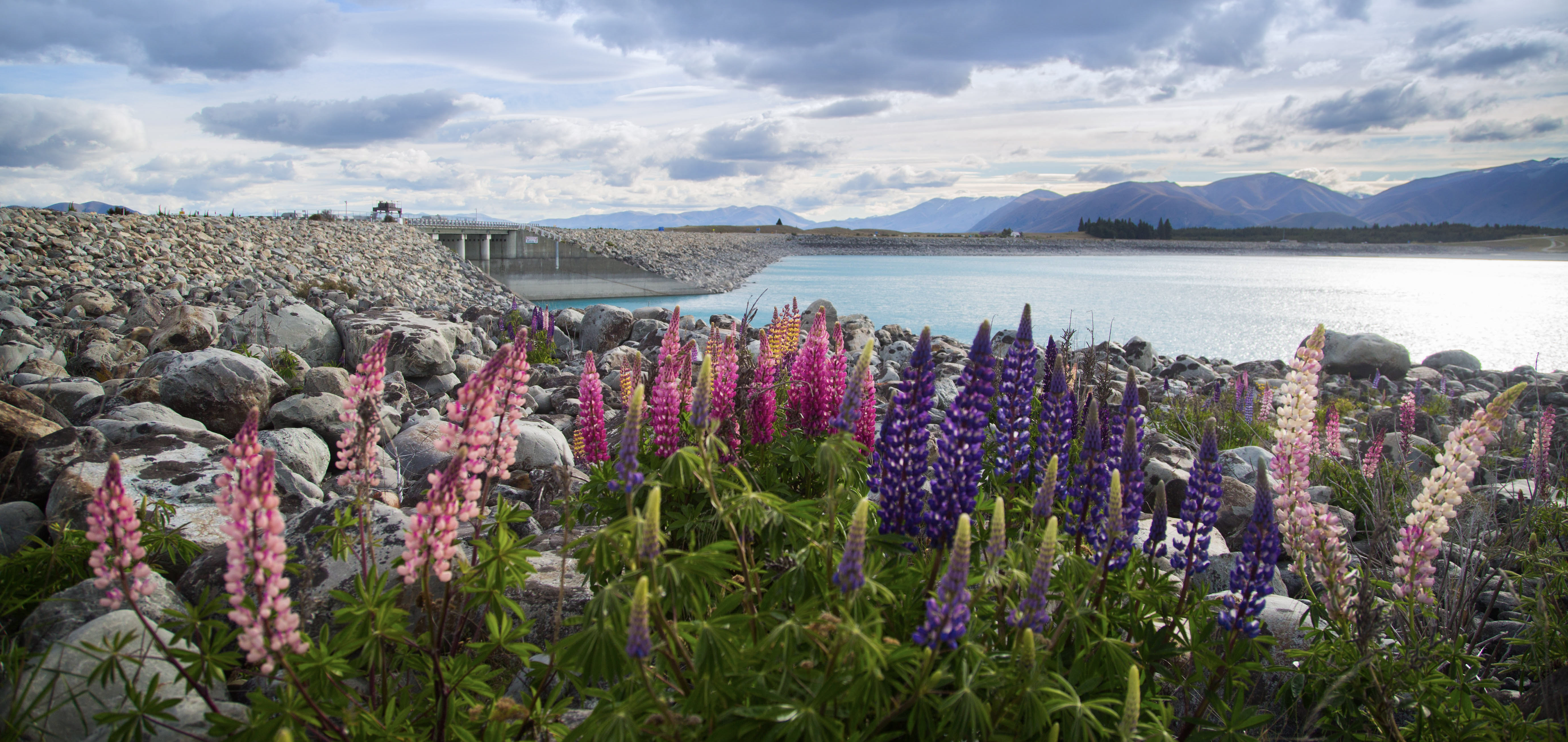 Pink and purple lupine flowers on a rocky shore beside a turquoise glacial lake and mountains