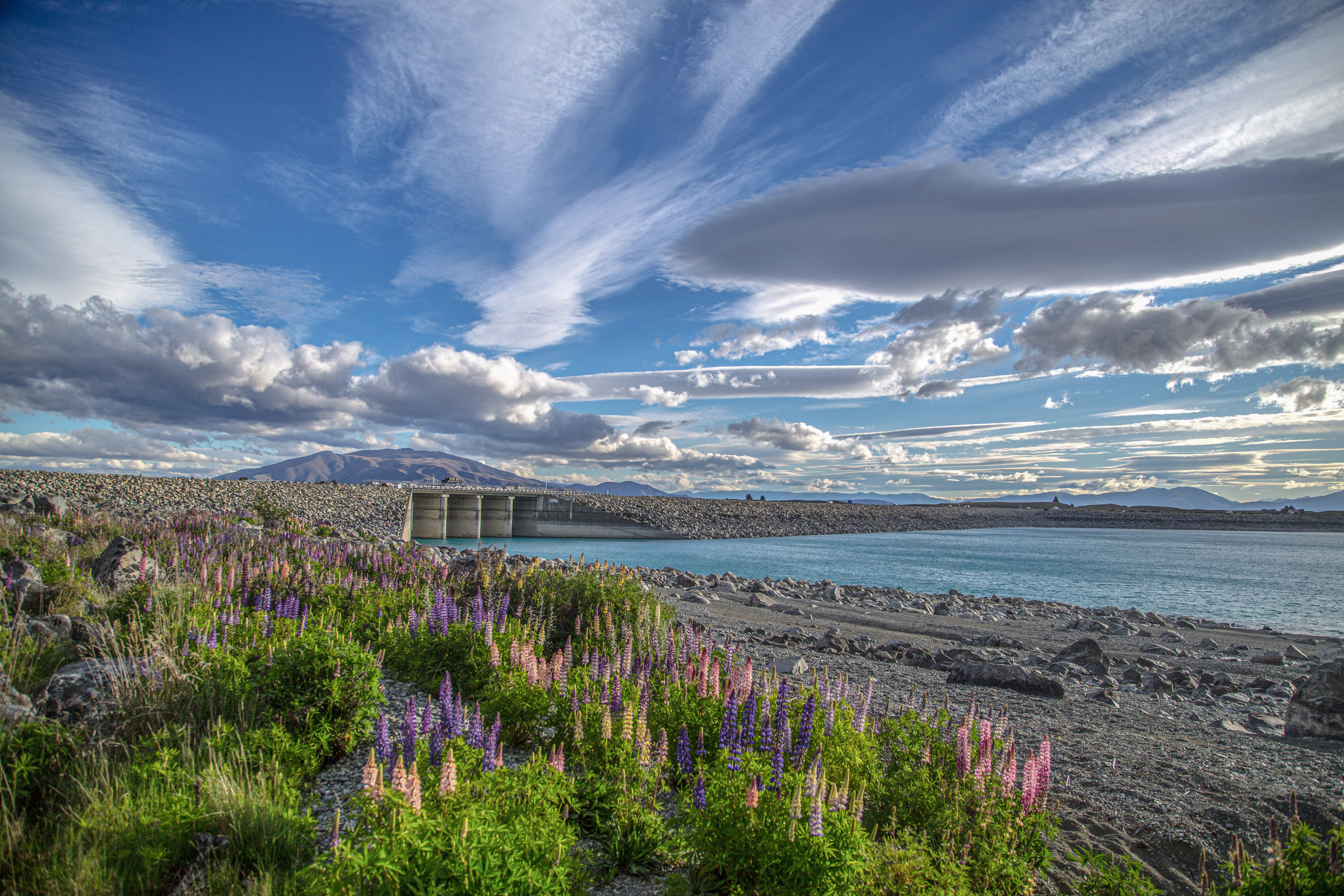 Purple lupines beside a rocky turquoise lakeshore with a dam and distant mountains under a wide sky