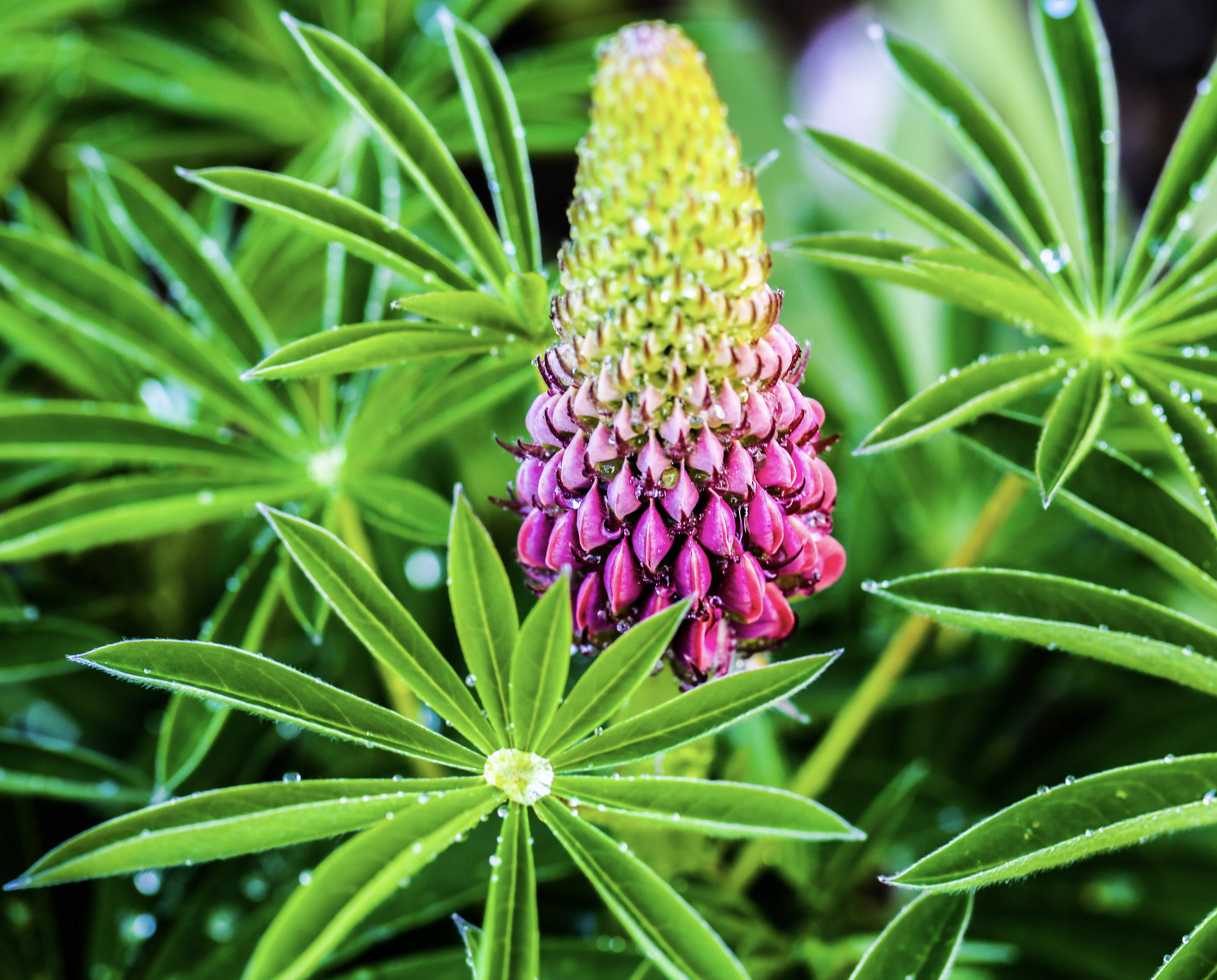 Pink lupine flower spike with dew on star-shaped green leaves