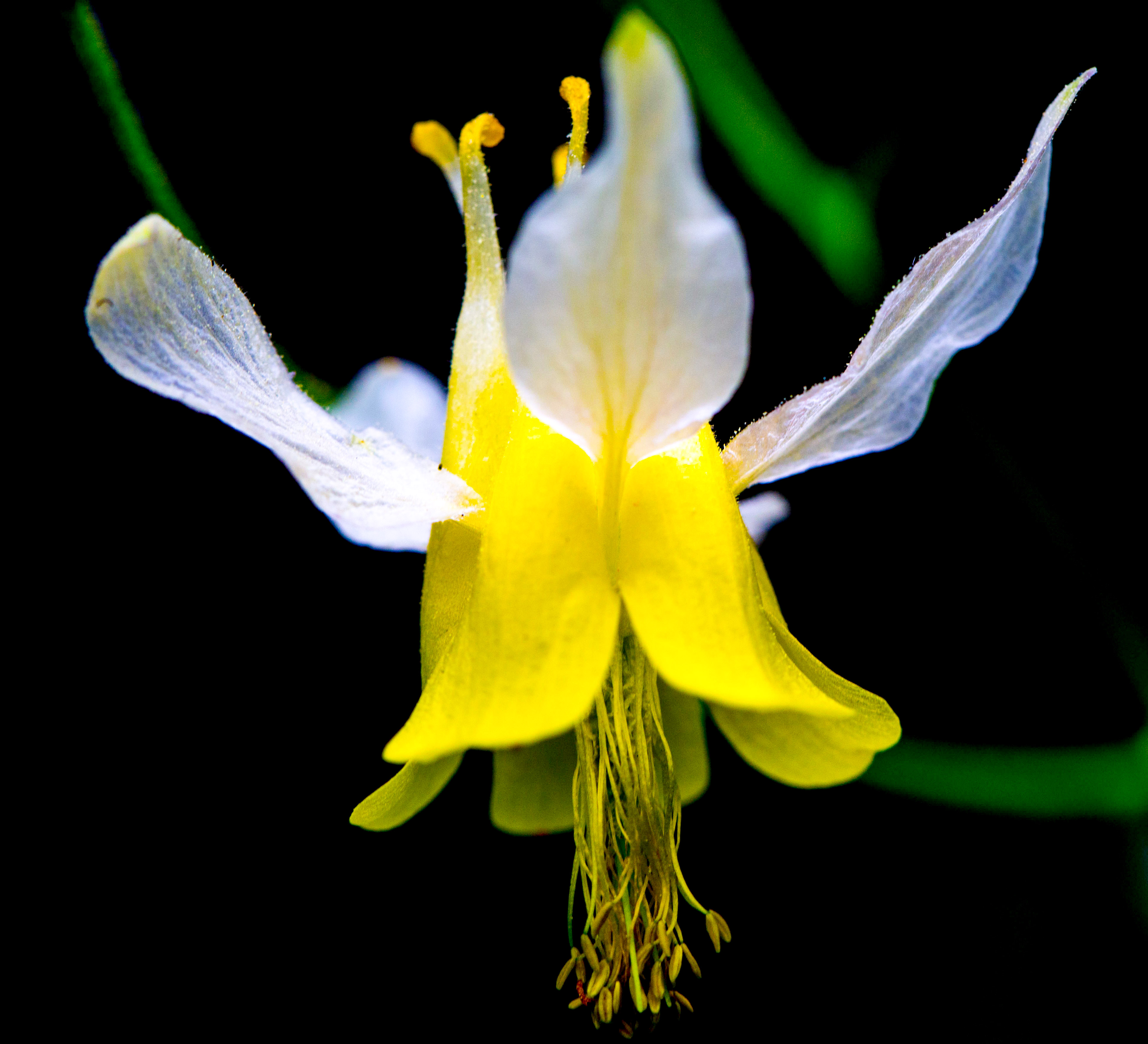 A yellow and white columbine flower with long spurs against a black background