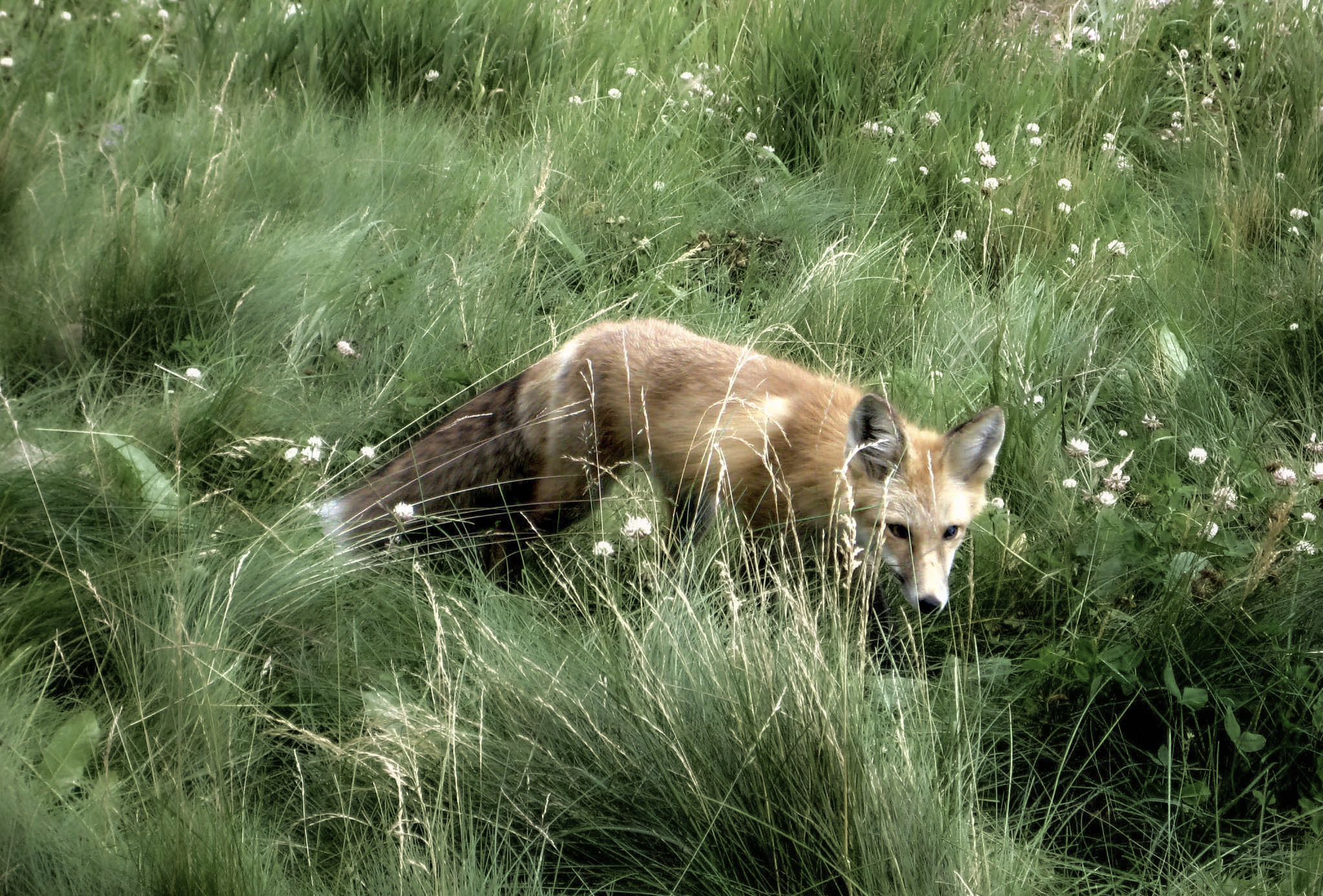 A red fox stands in tall green grass dotted with small white flowers