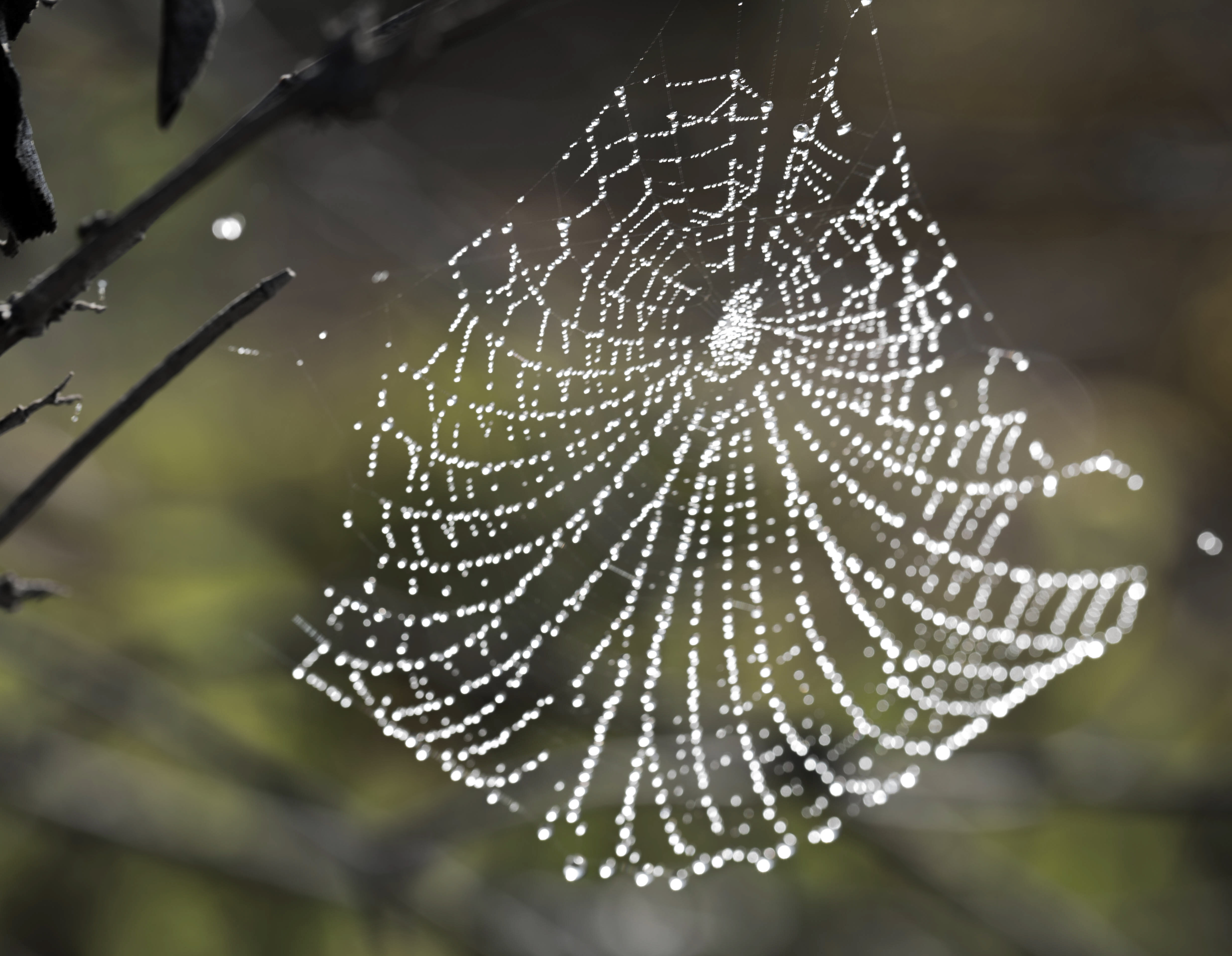 Dew-covered spider web hanging from a bare branch, backlit, with a soft green background
